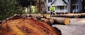 Best Lawn Drainage Solutions  in San Lorenzo, CA