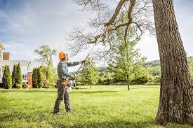 Best Tree Disease Treatment  in San Lorenzo, CA