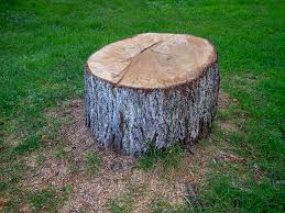 Best Leaf Removal  in San Lorenzo, CA