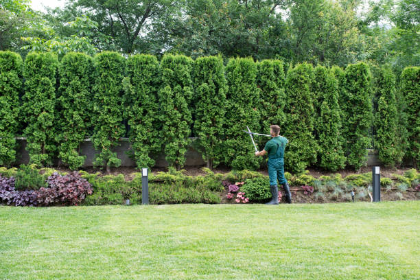 Best Tree Trimming and Pruning  in San Lorenzo, CA