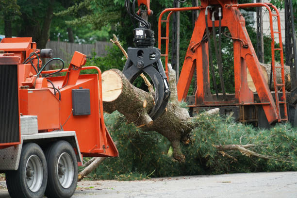 Best Pest Control for Lawns  in San Lorenzo, CA